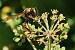 Delta unguiculatum  - Bernard Nogues