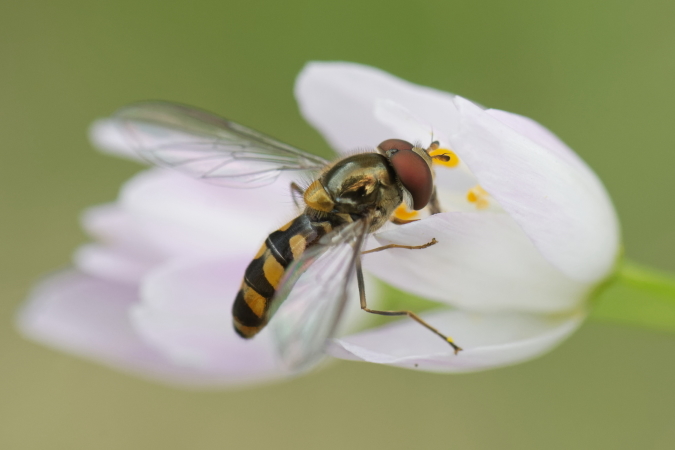 Meliscaeva auricollis  - Bernard Nogues
