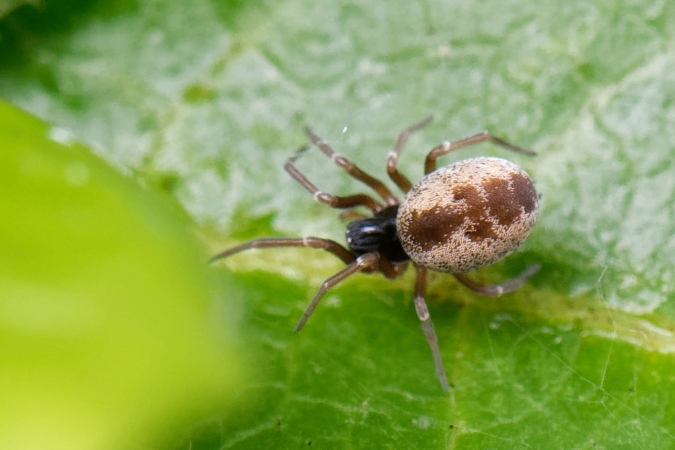 Dictyna sp.  - Bernard Nogues