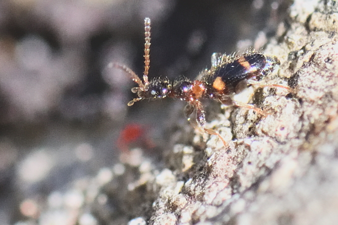 Leptaleus rodriguesi  - Bernard Nogues