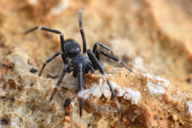 Liophrurillus flavitarsis  - Bernard Nogues
