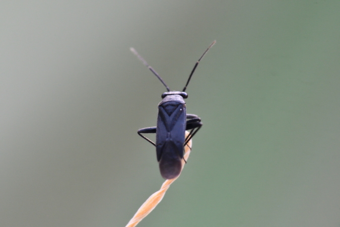 Pachytomella passerinii  - Bernard Nogues