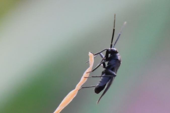 Pachytomella passerinii  - Bernard Nogues