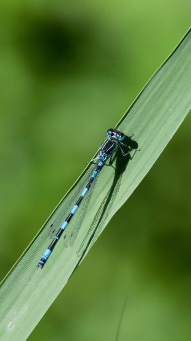 Agrion de Mercure  - Gil Jacotot