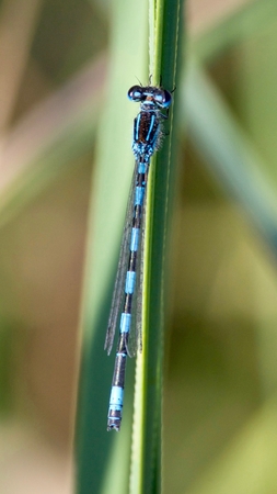 Agrion de Mercure  - Gil Jacotot