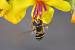 Scaeva mecogramma  - Bernard Nogues