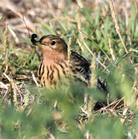 Pipit à gorge rousse  - Roland Muller