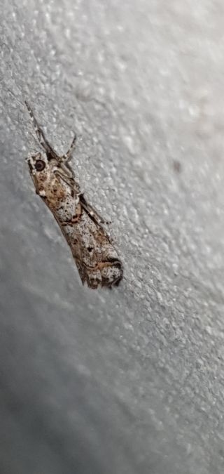 Khorassania compositella  - Melchior Viallet