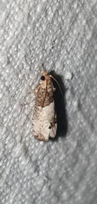 Notocelia incarnatana  - Melchior Viallet