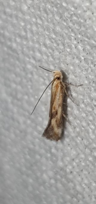 Metzneria artificella  - Melchior Viallet