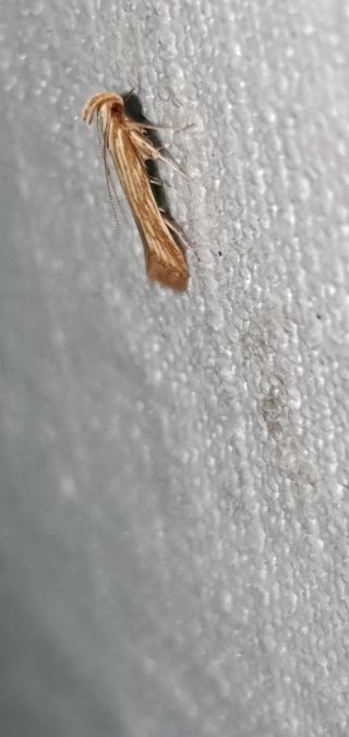 Metzneria subflavella  - Melchior Viallet