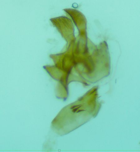Metzneria subflavella  - Melchior Viallet