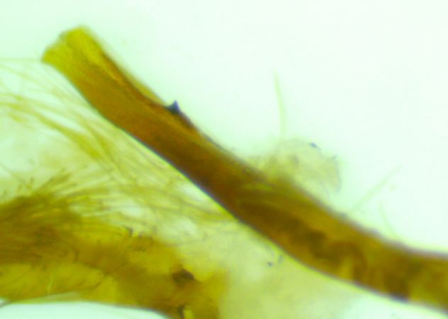 Crambus de Maurin  - Melchior Viallet