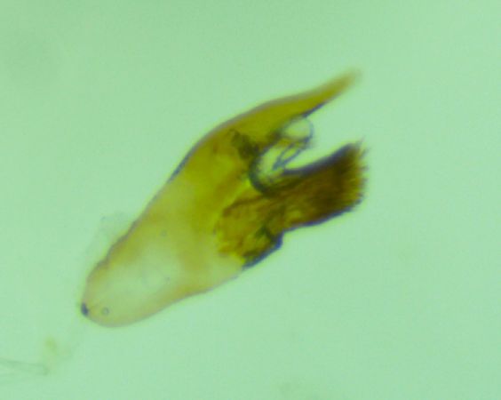 Cochylis posterana  - Melchior Viallet