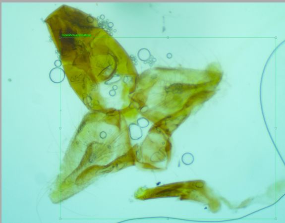 Ptycholomoides aeriferana  - Melchior Viallet