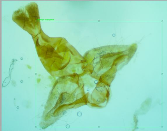 Ptycholomoides aeriferana  - Melchior Viallet