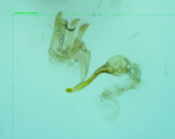 Aristotelia ericinella  - Melchior Viallet