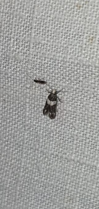 Recurvaria leucatella  - Melchior Viallet