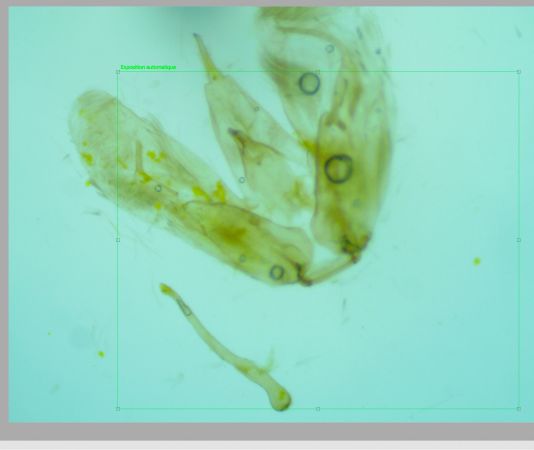 Merrifieldia spicidactyla  - Melchior Viallet