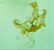 Cochylis posterana  - Melchior Viallet