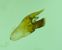 Cochylis posterana  - Melchior Viallet