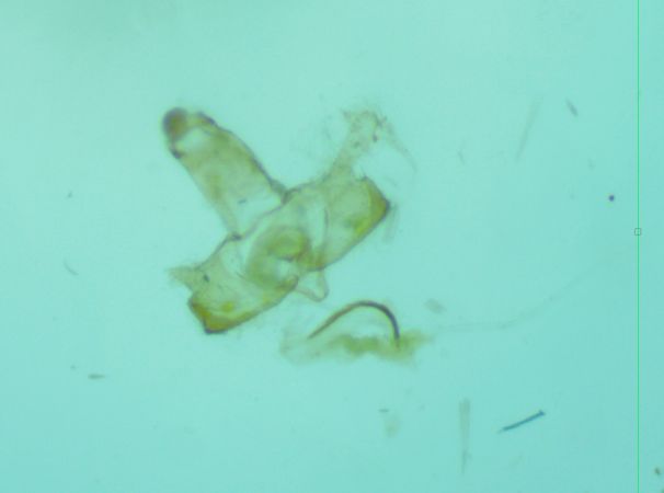 Coleophora kuehnella  - Melchior Viallet