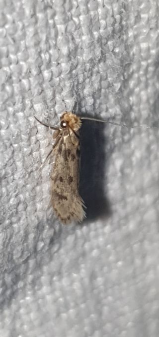 Tinea basifasciella  - Melchior Viallet