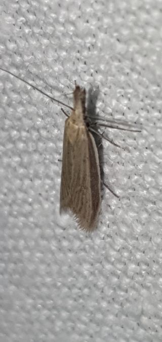 Pleurota pungitiella  - Melchior Viallet