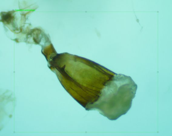 Idaea belemiata  - Melchior Viallet