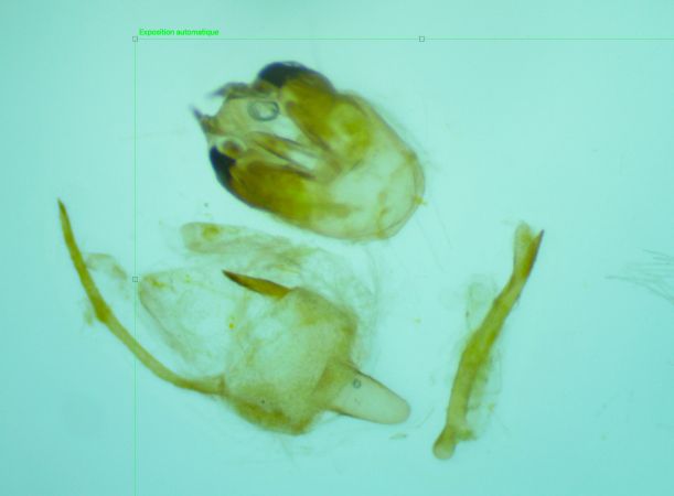 Glossotrophia confinaria  - Melchior Viallet
