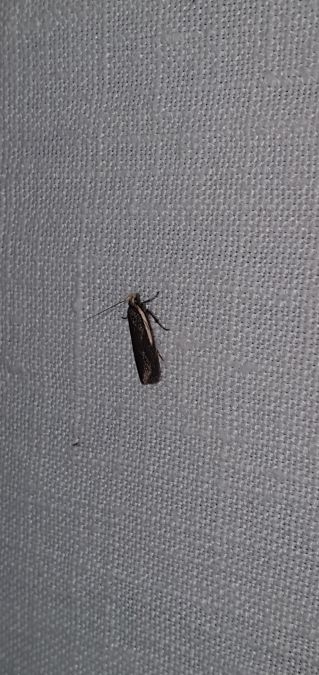 Nothris lemniscellus  - Melchior Viallet