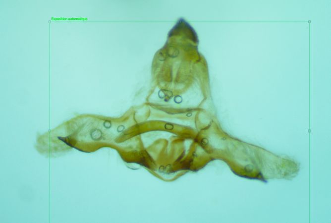 Eana canescana  - Melchior Viallet