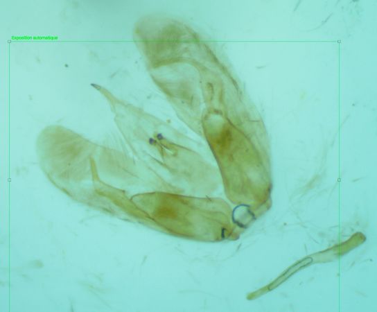 Merrifieldia spicidactyla  - Melchior Viallet