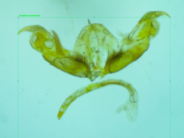 Stenoptilia pterodactyla  - Melchior Viallet