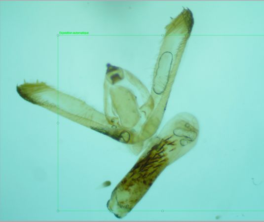 Idaea typicata  - Melchior Viallet