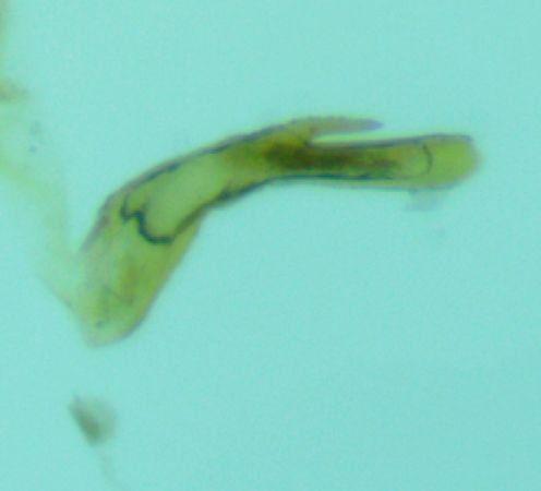 Cydia vallesiaca  - Melchior Viallet