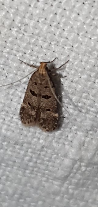 Deltophora stictella  - Melchior Viallet