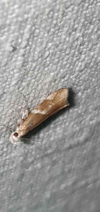 Orophia sordidella  - Melchior Viallet