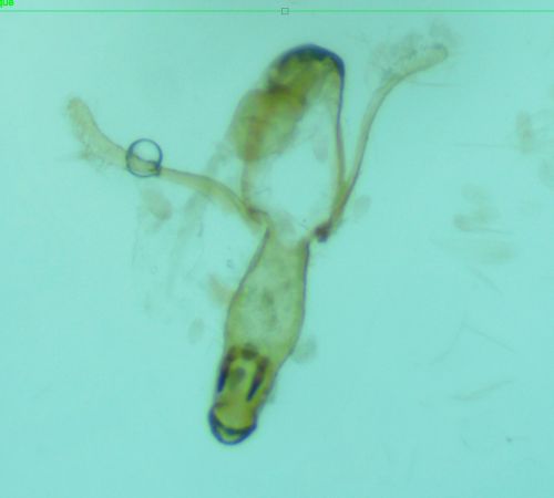 Mesophleps silacella  - Melchior Viallet