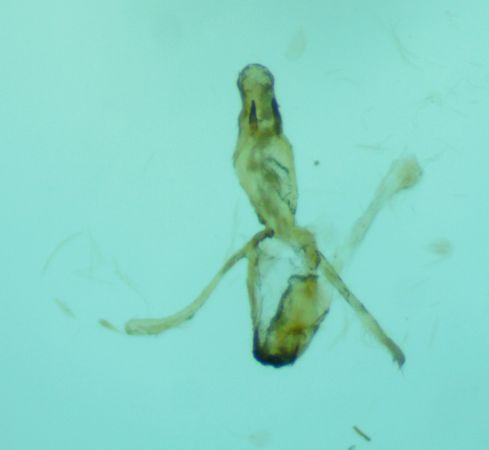 Mesophleps silacella  - Melchior Viallet