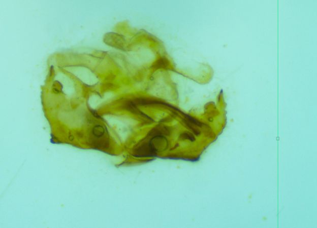 Coleophora nubivagella  - Melchior Viallet