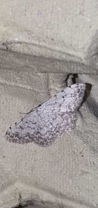 Scopula submutata  - Melchior Viallet