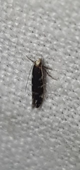 Oxypteryx superbella  - Melchior Viallet