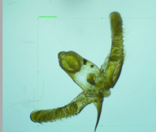 Eudemis profundana  - Melchior Viallet