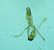 Mesophleps silacella  - Melchior Viallet