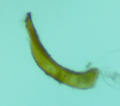 Dichrorampha ligulana  - Melchior Viallet