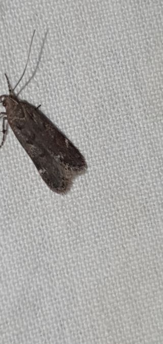 Prolita solutella  - Melchior Viallet