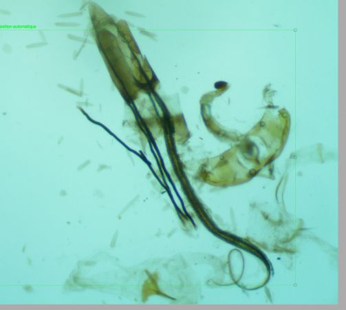 Coleophora frischella  - Melchior Viallet