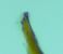 Dichrorampha ligulana  - Melchior Viallet