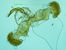 Dichrorampha ligulana  - Melchior Viallet